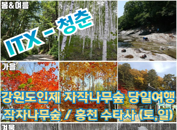[ ITX-청춘 ] 강원도 인제 자작나무숲 / 홍천 수타사 당일 기차여행 (중식제공) - 5월부터