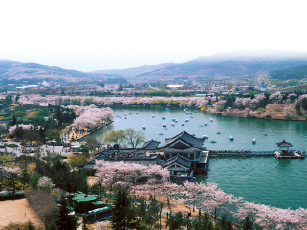 [KTX/봄꽃] 경주 보문단지 왕벚꽃 당일 기차여행 (황리단길 동궁과월지 대릉원 첨성대) 3/21~4/12 [서울역,광명역]