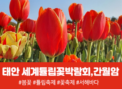 [수도권,경산권출발] [ 봄꽃 ] 태안 세계 튤립꽃박람회 / 간월암(당일) 4월11일~5월6일