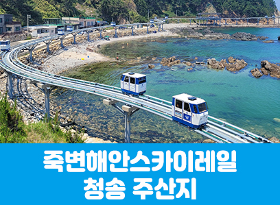 [수도권,충청권,경상권]죽변해안스카이레일&청송 주산지(당일)  [부산/대구/진주/울산/서울/천안/대전출발]