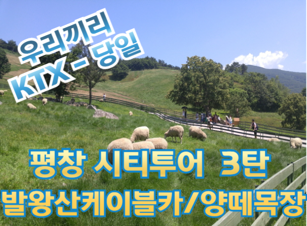 [ KTX - 우리끼리]  평창택시투어 (3탄) 발왕산 케이블카 / 양떼목장 여행(당일)