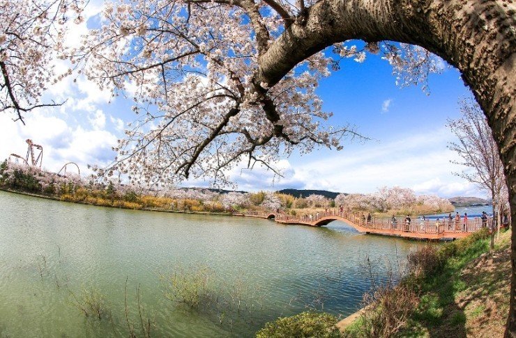 [ KTX-1박2일 ] 부산 (용궁사/해운대/자갈치시장) / 경주 벚꽃 (황리단길/동궁과월지/보문단지) (1박2일) -호텔급 [ 3월20일~4월4일] [서울역]