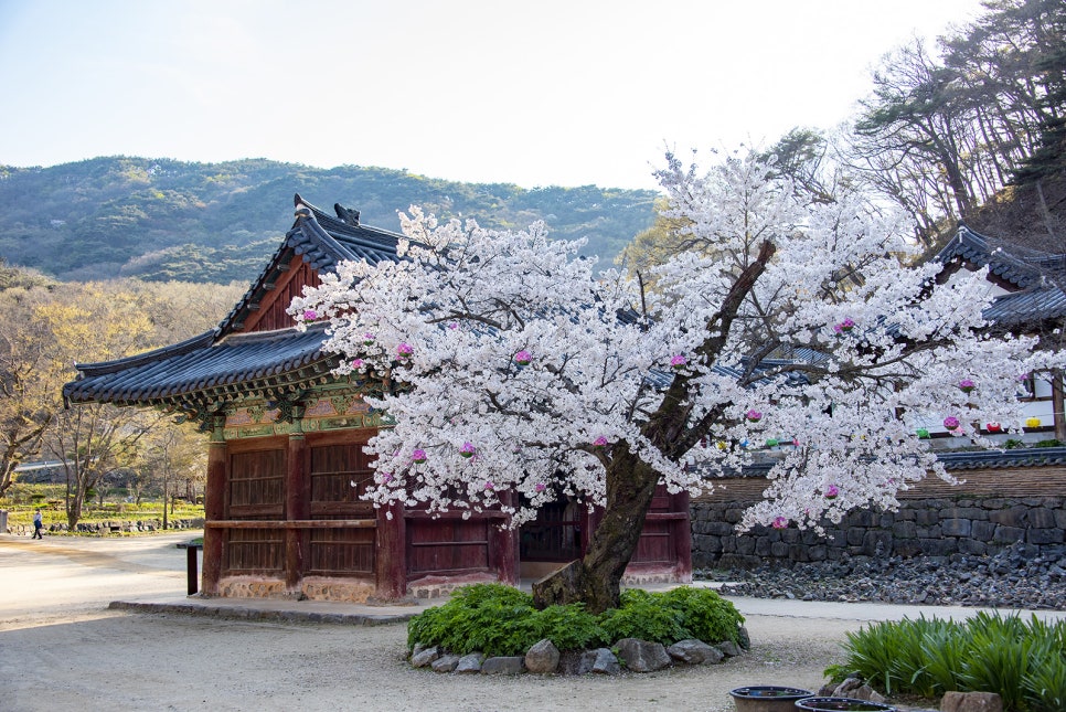 [새마을-당일]-공주 마곡사/부여 정림사지 /궁남지 (2식 제공) 당일 기차여행 [용산역, 영등포역, 수원역, 천안역]