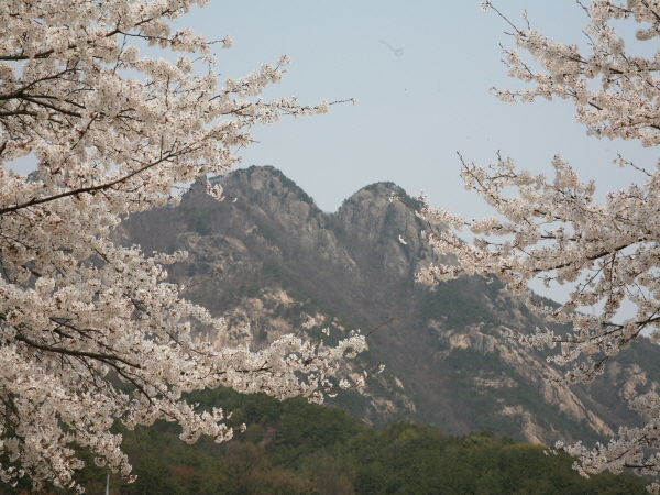 [ 무궁화호  -당일]  계룡산 동학사 벚꽃 / 계족산 황톳길 / 웰빙 족욕 봄꽃여행(당일) 3/21~4/12