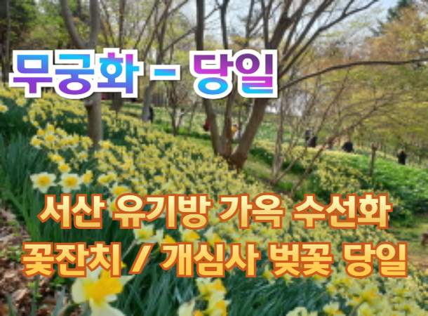 [무궁화호-당일] 서산 유기방 가옥 수선화 꽃잔치 / 개심사 벚꽃 / 해미읍성 여행(당일) -중식제공 3/28~4/26